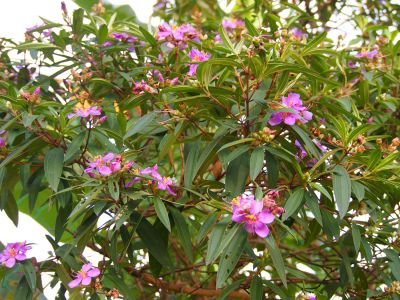 Cây Mua nhiều hoa. Melastoma polyanthum Blume - Cây Thuốc Nam Quanh Ta